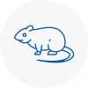 Rat Control Seaford