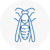 Seaford Wasp Nest Removal